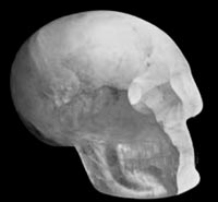 Le crâne de la Smithsonian Institution