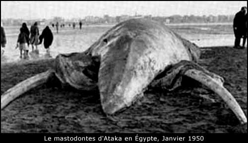 Le monstre d'Ataka, Égypte 1950