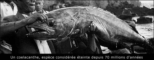 Coelacanthe - Un poisson retrouvé