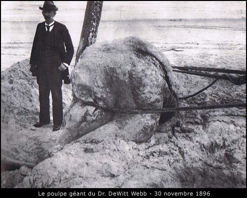 Le poulpe géant du Dr. DeWitt Webb