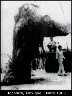 La carcasse de Tecoluta, Mexique 1969
